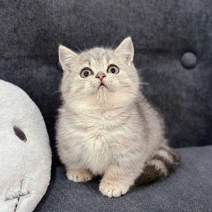 Munchkin