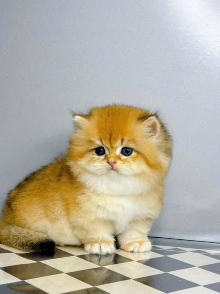 Munchkin Longhair