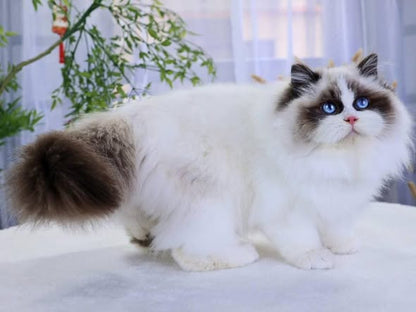 Ragdoll