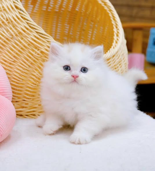 British Longhair
