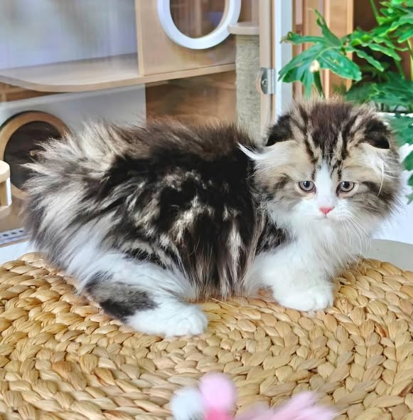 Munchkin Fold Longhair