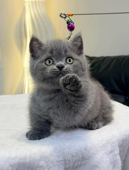 Munchkin