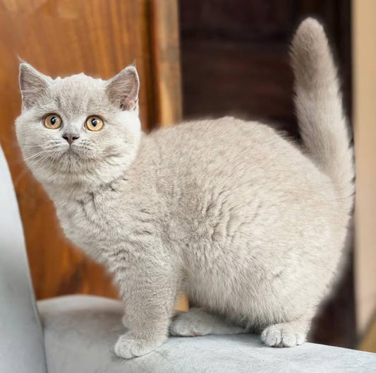 British Shorthair