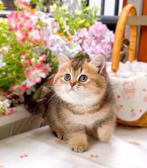 British Shorthair