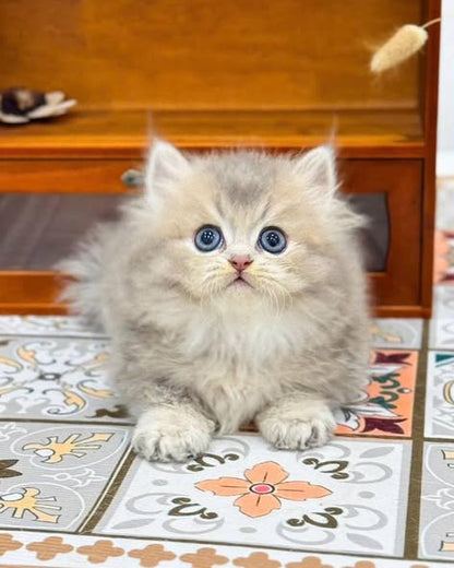 Munchkin Longhair
