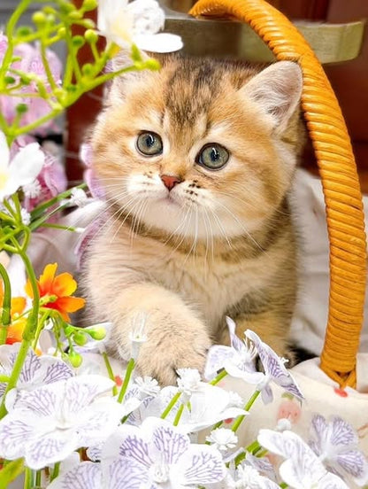 British Shorthair