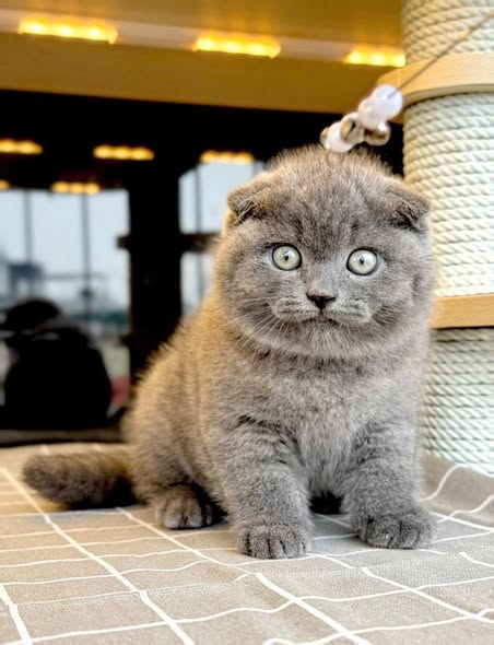Scottish Fold
