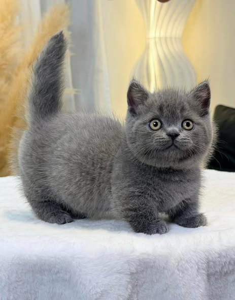Munchkin