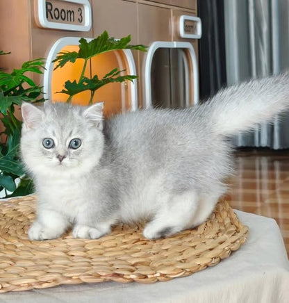 Munchkin