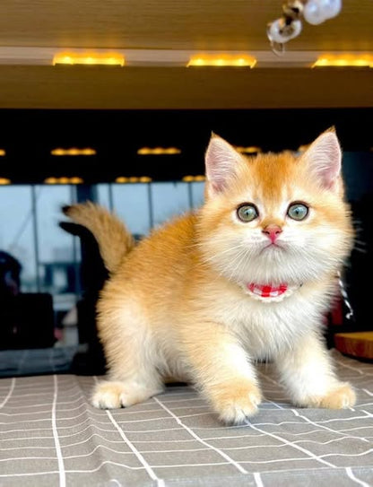 British Shorthair