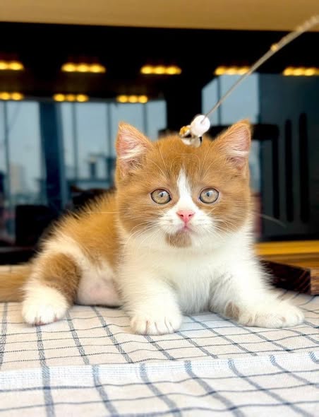 Munchkin