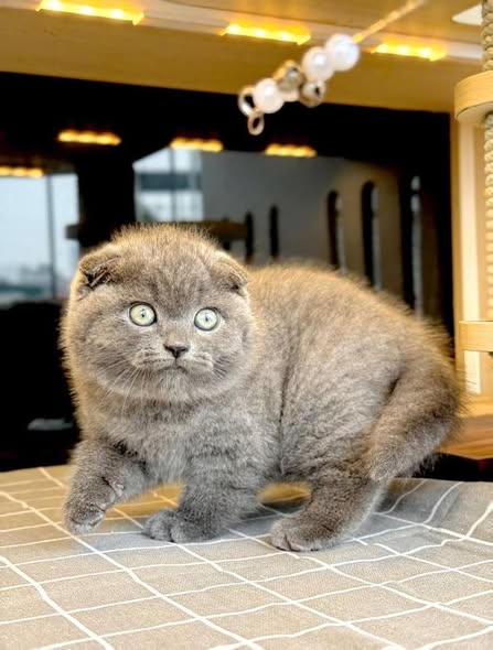 Scottish Fold