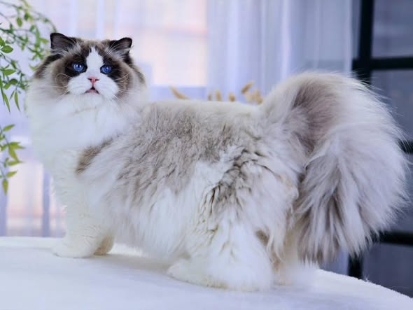 Ragdoll