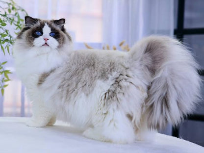 Ragdoll