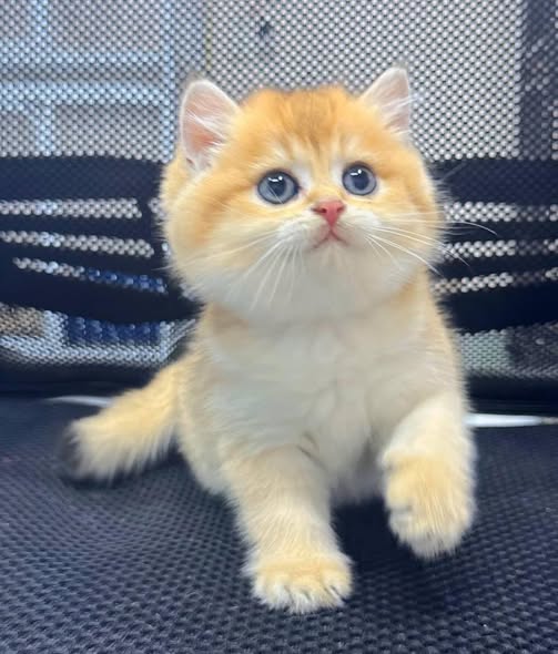 British Shorthair
