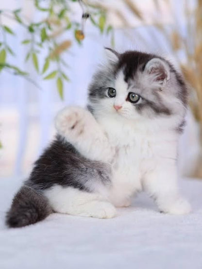 British Longhair