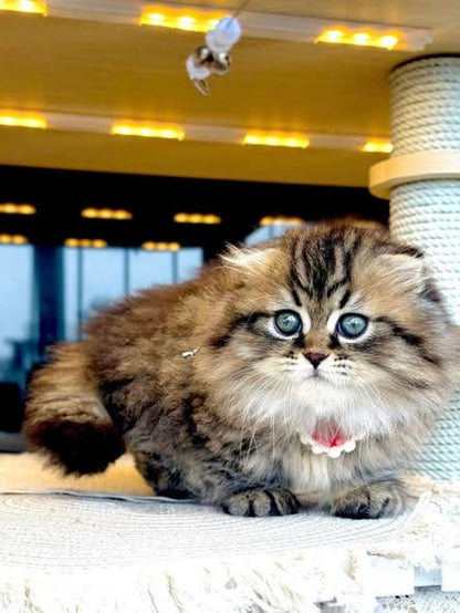 Munchkin Fold Longhair