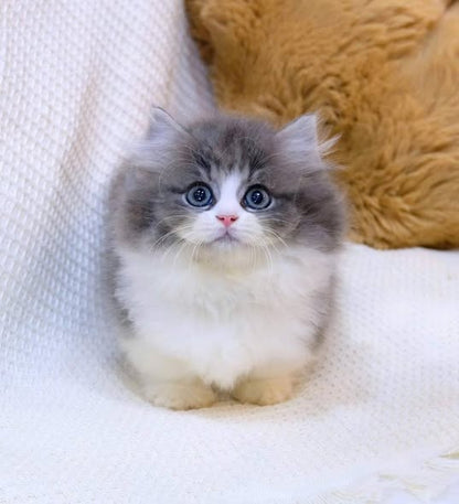 Munchkin Longhair