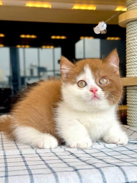 Munchkin