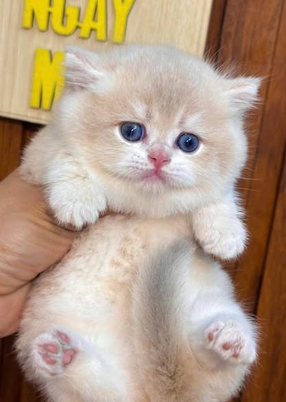Munchkin
