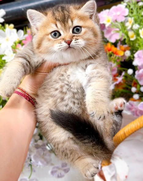 British Shorthair
