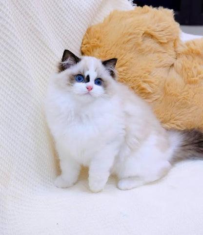 Ragdoll