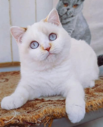 British Shorthair