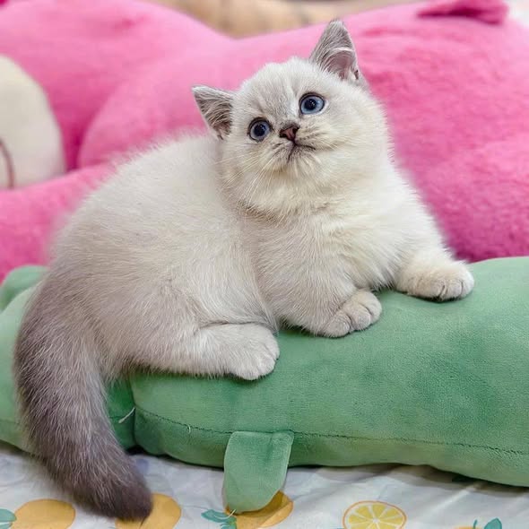 Munchkin