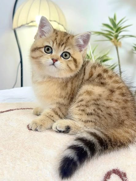 British Shorthair