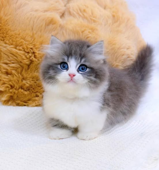 Munchkin Longhair