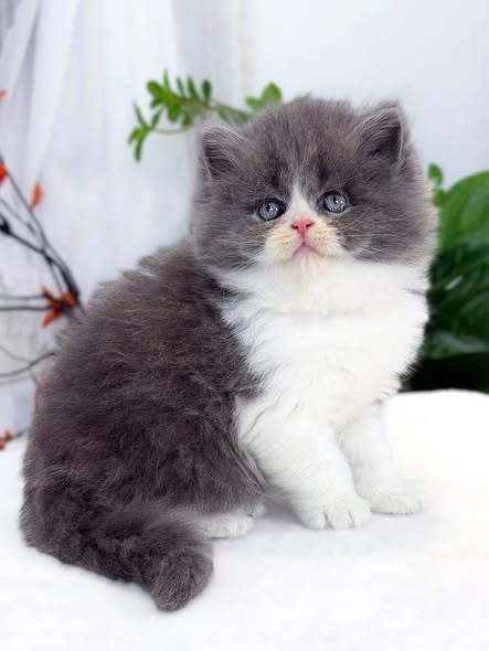 British Longhair