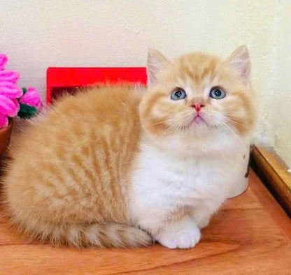 Munchkin