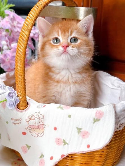 British Shorthair
