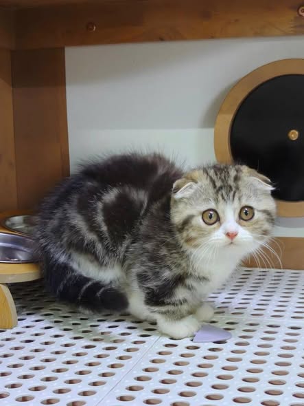 Munchkin Fold