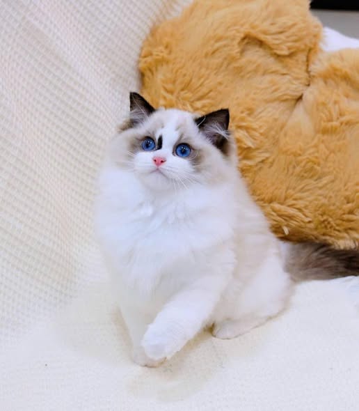 Ragdoll