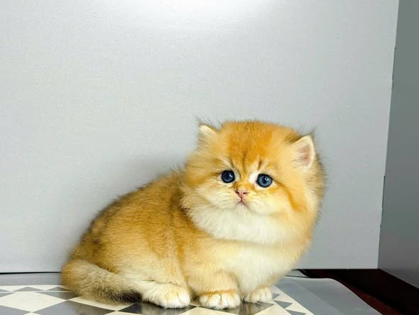 Munchkin Longhair