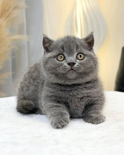 Munchkin