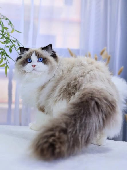 Ragdoll