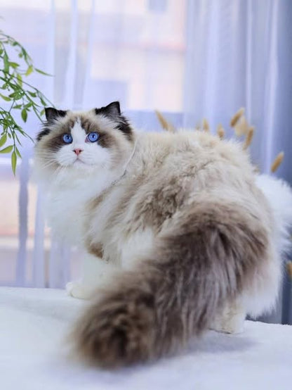 Ragdoll