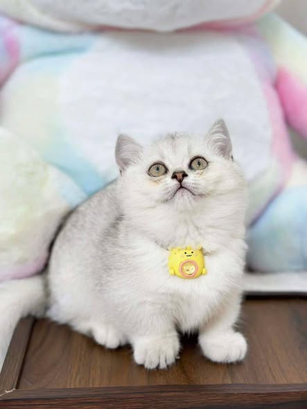 Munchkin
