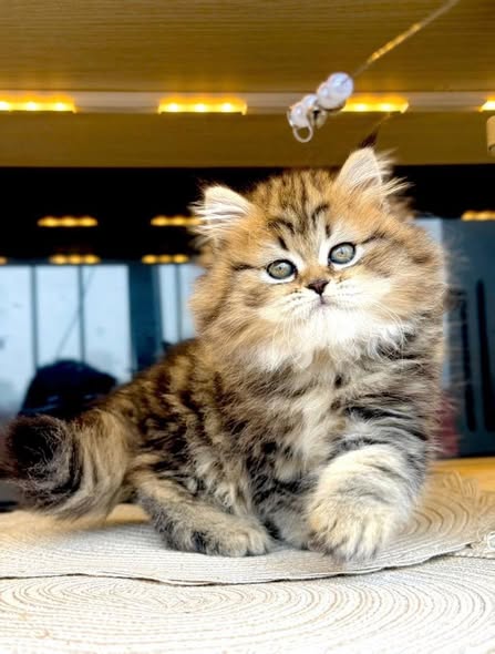 British Shorthair