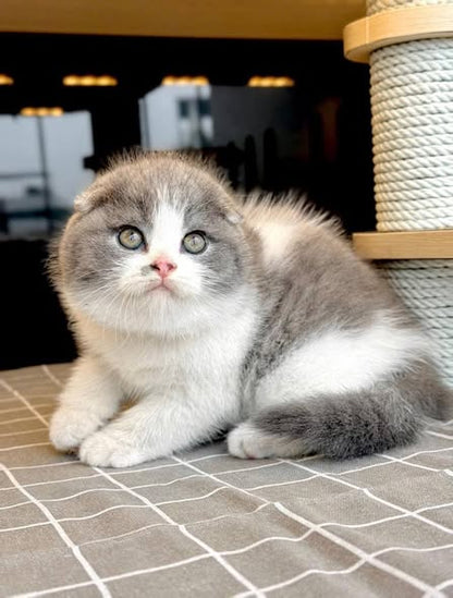 Scottish Fold