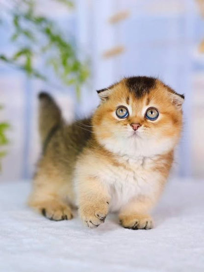 Munchkin Fold