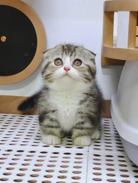 Munchkin Fold