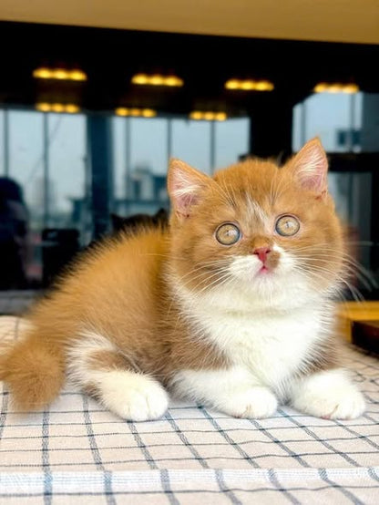 Munchkin