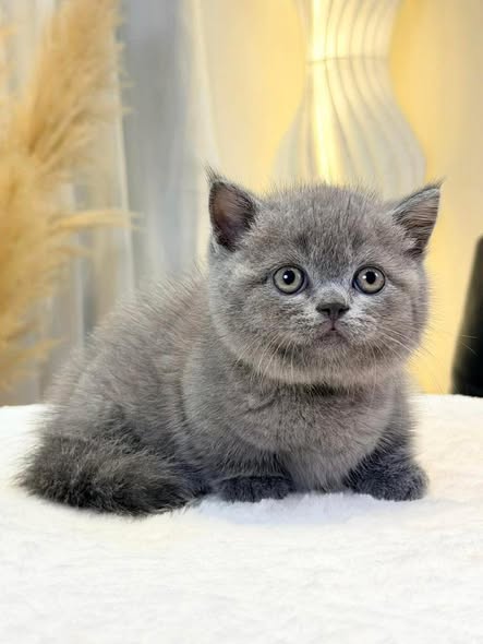 Munchkin