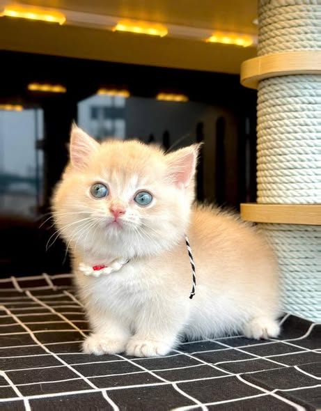 Munchkin