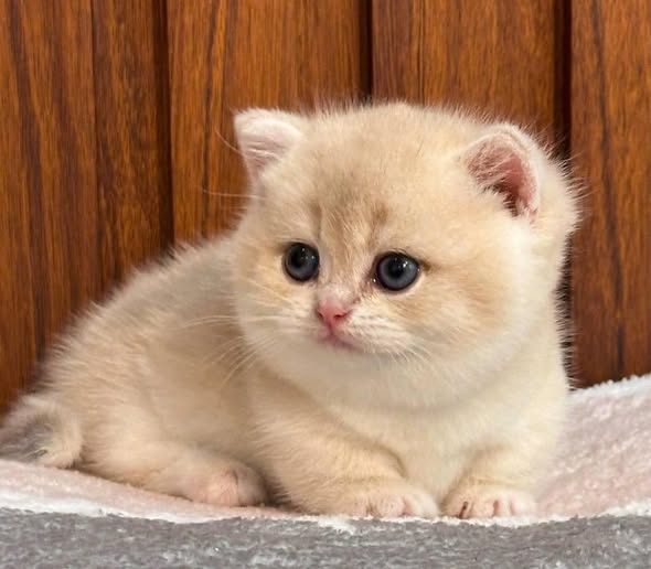 Munchkin