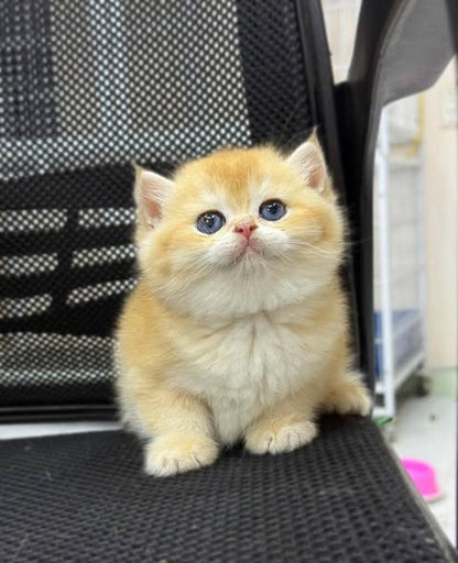 British Shorthair