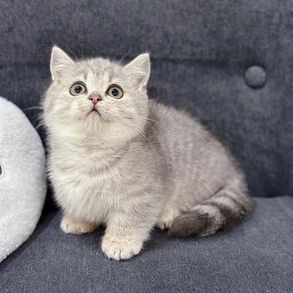 Munchkin